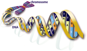 DNA